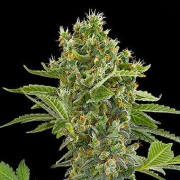 Moby Dick Auto cannabis plants in bloom, grown from Automatic seeds – ideal for home cultivation from DinaFem Seeds