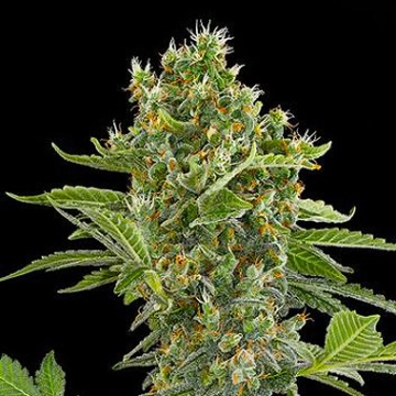 Moby Dick Auto cannabis plants in bloom, grown from Automatic seeds – ideal for home cultivation from DinaFem Seeds