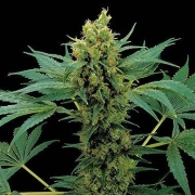 Moby Hash cannabis plants in bloom, grown from Feminized seeds – ideal for home cultivation from DinaFem Seeds