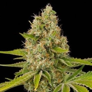 OG Kush cannabis plants in bloom, grown from Feminized seeds – ideal for home cultivation from DinaFem Seeds