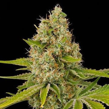 OG Kush cannabis plants in bloom, grown from Feminised seeds – ideal for home cultivation from DinaFem Seeds