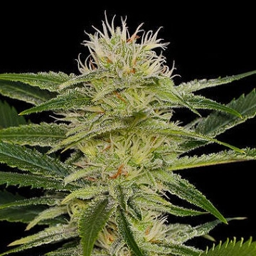 Original Amnesia cannabis plants in bloom, grown from Feminized seeds – ideal for home cultivation from DinaFem Seeds