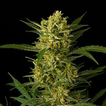 Original Amnesia Auto cannabis plants in bloom, grown from Automatic seeds – ideal for home cultivation from DinaFem Seeds