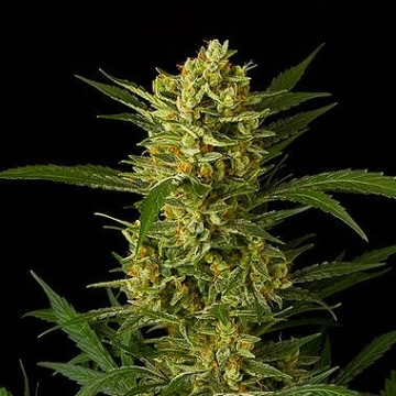 Original Amnesia Auto cannabis plants in bloom, grown from Automatic seeds – ideal for home cultivation from DinaFem Seeds