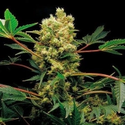 Power Kush cannabis plants in bloom, grown from Feminized seeds – ideal for home cultivation from DinaFem Seeds