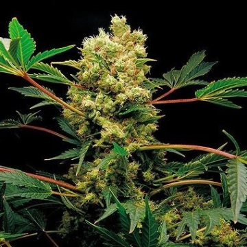 Power Kush cannabis plants in bloom, grown from Feminized seeds – ideal for home cultivation from DinaFem Seeds