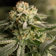 Remo Chemo cannabis plants in bloom, grown from Feminized seeds – ideal for home cultivation from DinaFem Seeds