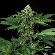 RoadRunner Auto cannabis plants in bloom, grown from Automatic seeds – ideal for home cultivation from DinaFem Seeds