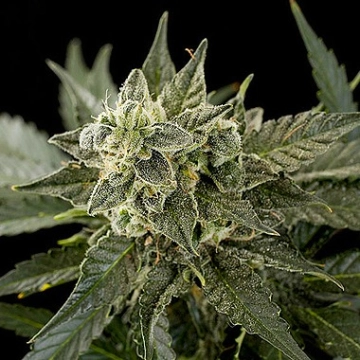 Roadrunner Automatic #2 cannabis plants in bloom, grown from Automatic seeds – ideal for home cultivation from DinaFem Seeds