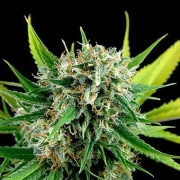 Royal Haze cannabis plants in bloom, grown from Feminized seeds – ideal for home cultivation from DinaFem Seeds