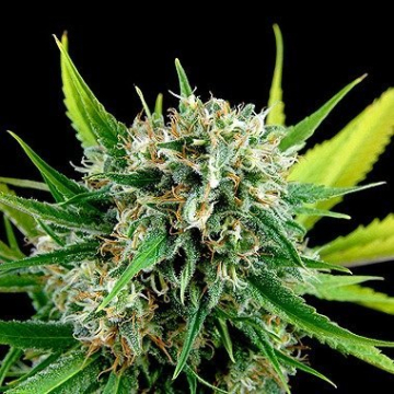Royal Haze cannabis plants in bloom, grown from Feminised seeds – ideal for home cultivation from DinaFem Seeds