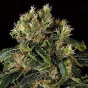 Santa Sativa cannabis plants in bloom, grown from Feminized seeds – ideal for home cultivation from DinaFem Seeds