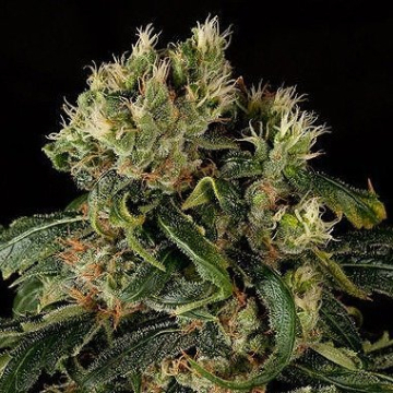 Santa Sativa cannabis plants in bloom, grown from Feminised seeds – ideal for home cultivation from DinaFem Seeds