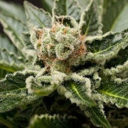 Shark Attack cannabis plants in bloom, grown from Feminized seeds – ideal for home cultivation from DinaFem Seeds