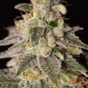 Shark Shock CBD cannabis plants in bloom, grown from Feminized seeds – ideal for home cultivation from DinaFem Seeds