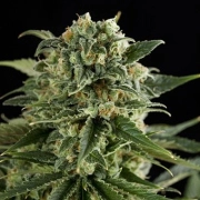 Super Critical Haze cannabis plants in bloom, grown from Feminized seeds – ideal for home cultivation from DinaFem Seeds