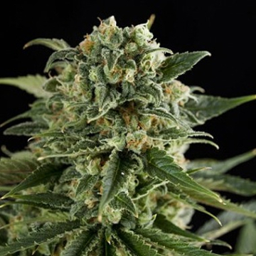 Super Critical Haze cannabis plants in bloom, grown from Feminised seeds – ideal for home cultivation from DinaFem Seeds