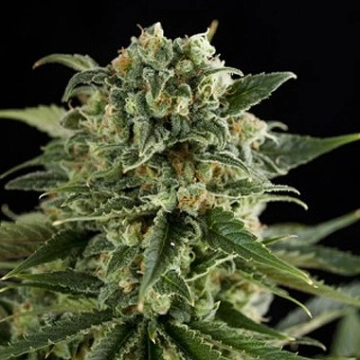 Super Critical Haze cannabis plants in bloom, grown from Feminized seeds – ideal for home cultivation from DinaFem Seeds