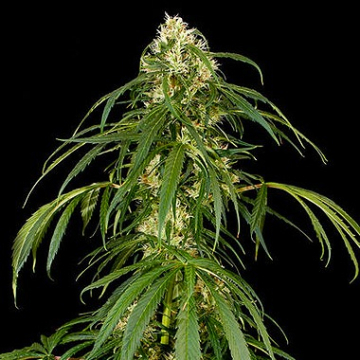 Super Silver Haze cannabis plants in bloom, grown from Feminised seeds – ideal for home cultivation from DinaFem Seeds