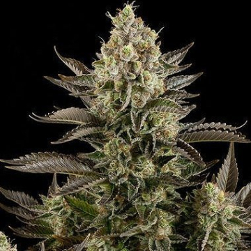 White Widow cannabis plants in bloom, grown from Feminised seeds – ideal for home cultivation from DinaFem Seeds