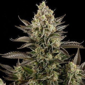 White Widow cannabis plants in bloom, grown from Feminized seeds – ideal for home cultivation from DinaFem Seeds