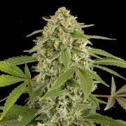 White Widow Auto cannabis plants in bloom, grown from Automatic seeds – ideal for home cultivation from DinaFem Seeds