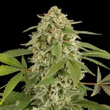 White Widow Auto cannabis plants in bloom, grown from Automatic seeds – ideal for home cultivation from DinaFem Seeds