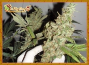 Afghan Cow cannabis plants in bloom, grown from Feminized seeds – ideal for home cultivation from Dr Krippling