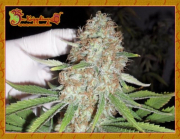 Blue Kripple cannabis plants in bloom, grown from Feminised seeds – ideal for home cultivation from Dr Krippling