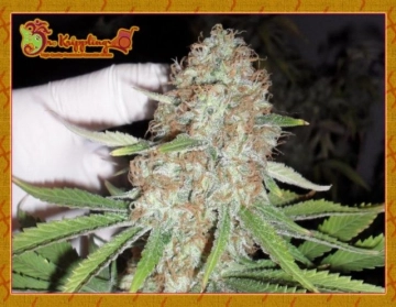 Blue Kripple cannabis plants in bloom, grown from Feminized seeds – ideal for home cultivation from Dr Krippling