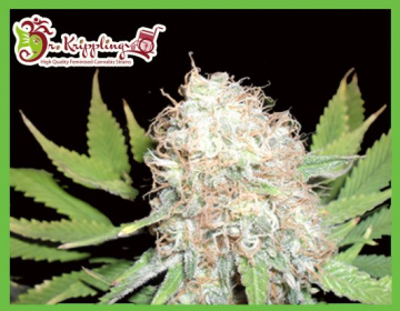 Bud Bud Bling Tingz cannabis plants in bloom, grown from Feminised seeds – ideal for home cultivation from Dr Krippling