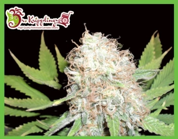 Bud Bud Bling Tingz cannabis plants in bloom, grown from Feminized seeds – ideal for home cultivation from Dr Krippling