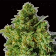 Bulk Smash Auto cannabis plants in bloom, grown from Automatic seeds – ideal for home cultivation from Dr Krippling