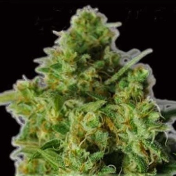 Bulk Smash Auto cannabis plants in bloom, grown from Automatic seeds – ideal for home cultivation from Dr Krippling