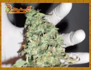 Buzz Light Gear cannabis plants in bloom, grown from Feminized seeds – ideal for home cultivation from Dr Krippling