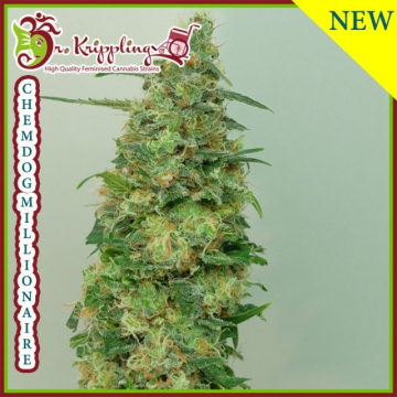 Chemdog Millionaire cannabis plants in bloom, grown from Feminised seeds – ideal for home cultivation from Dr Krippling