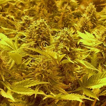 Choc-Matic Auto cannabis plants in bloom, grown from Automatic seeds – ideal for home cultivation from Dr Krippling