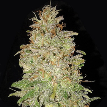 Chocolate Orange Auto cannabis plants in bloom, grown from Automatic seeds – ideal for home cultivation from Dr Krippling