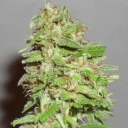 Dizzy Lights Auto cannabis plants in bloom, grown from Automatic seeds – ideal for home cultivation from Dr Krippling