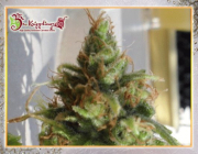Ganj-Nam Style cannabis plants in bloom, grown from Feminised seeds – ideal for home cultivation from Dr Krippling