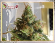 Ganj-Nam Style cannabis plants in bloom, grown from Feminized seeds – ideal for home cultivation from Dr Krippling