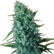 Gorilla Infested Gelato Auto cannabis plants in bloom, grown from Automatic seeds – ideal for home cultivation from Dr Krippling