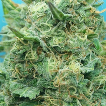 Grand Heft Auto cannabis plants in bloom, grown from Automatic seeds – ideal for home cultivation from Dr Krippling