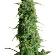 Guy's Girl Scout Cookie Glue Auto cannabis plants in bloom, grown from Automatic seeds – ideal for home cultivation from Dr Krippling