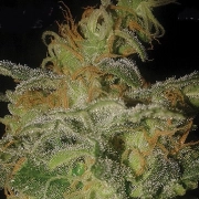 Incredible Bulk Auto cannabis plants in bloom, grown from Automatic seeds – ideal for home cultivation from Dr Krippling