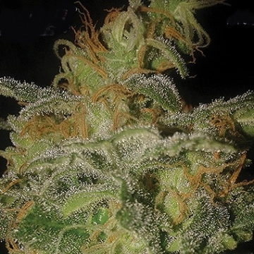 Incredible Bulk Auto cannabis plants in bloom, grown from Automatic seeds – ideal for home cultivation from Dr Krippling