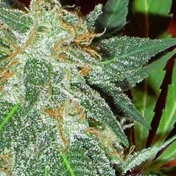 Jumping Black Dash Auto cannabis plants in bloom, grown from Automatic seeds – ideal for home cultivation from Dr Krippling