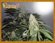 Kripple Roulette cannabis plants in bloom, grown from Feminized seeds – ideal for home cultivation from Dr Krippling