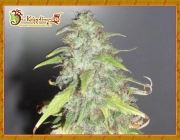 Kripple Shock cannabis plants in bloom, grown from Feminized seeds – ideal for home cultivation from Dr Krippling