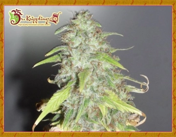 Kripple Shock cannabis plants in bloom, grown from Feminized seeds – ideal for home cultivation from Dr Krippling